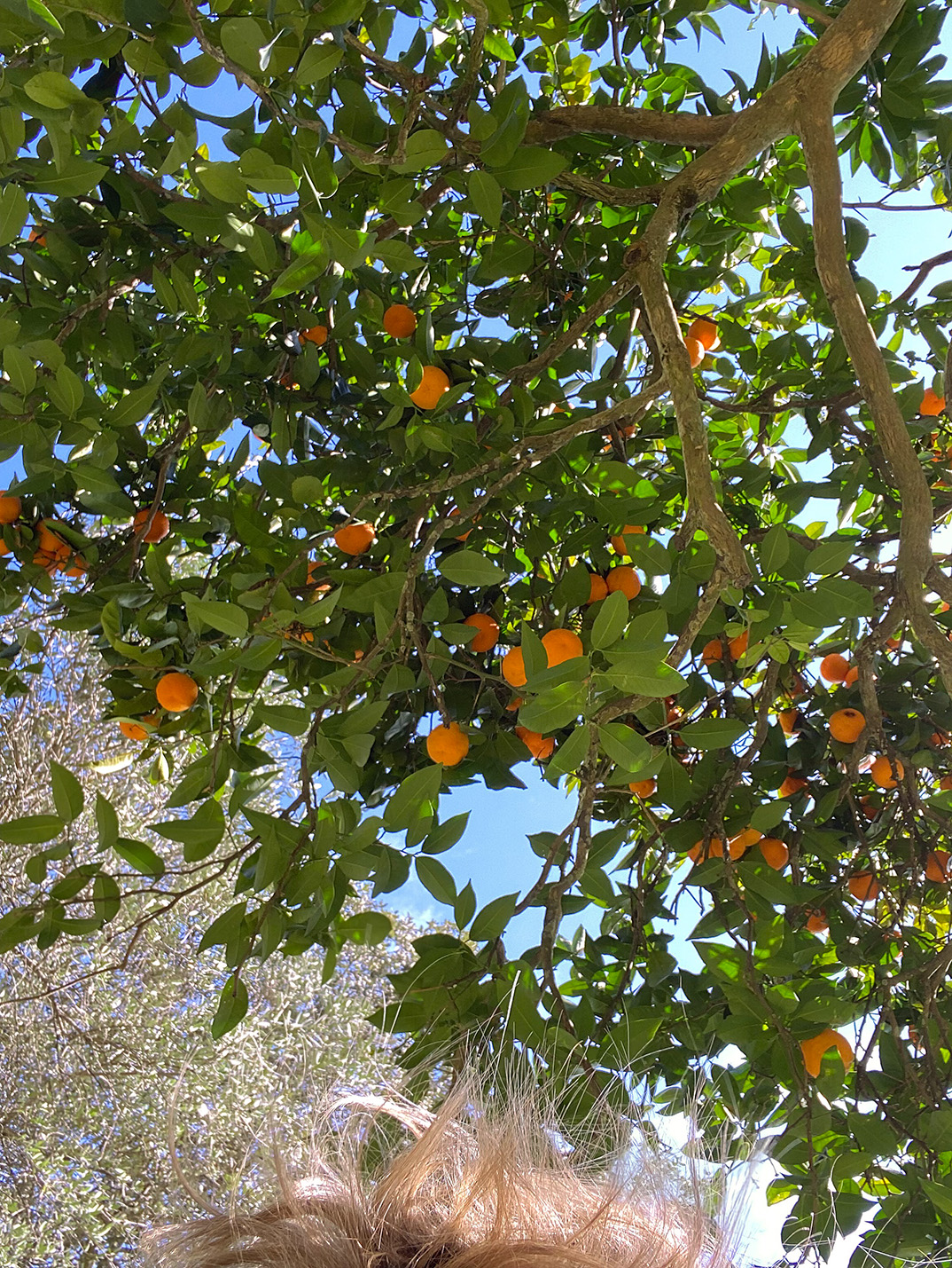 480 THE ORANGE PICKER 2 Margreetkramer 72dpi