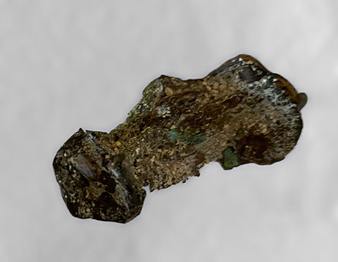 480x372 COREOFANAPPLE BRONZE margreetkramer